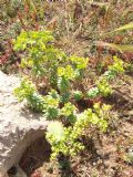Euphorbia segetalis